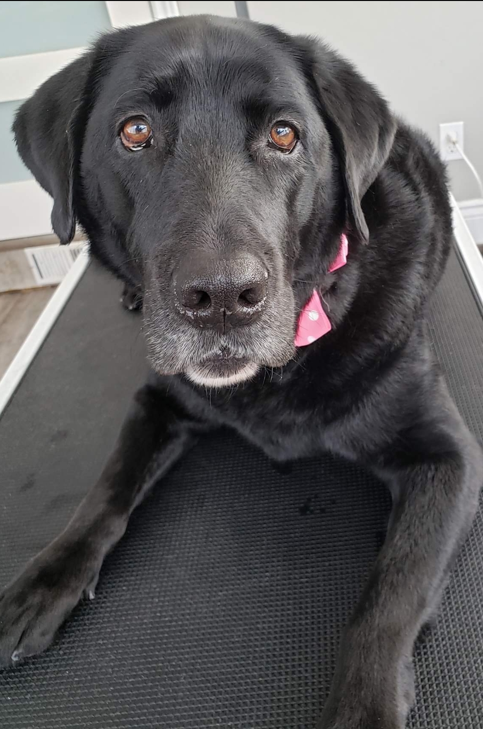 TARAS PET GROOMING | 171 Donald St, Napanee, ON K7R 2V3, Canada | Phone: (613) 328-9270