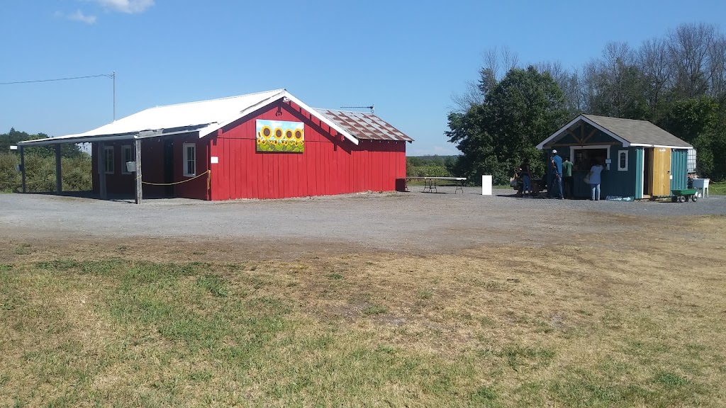 Wynn Farms (Flowers and Sunflowers) | 9592 Loyalist Pkwy, Greater Napanee, ON K7R 3K7, Canada | Phone: (613) 881-0303