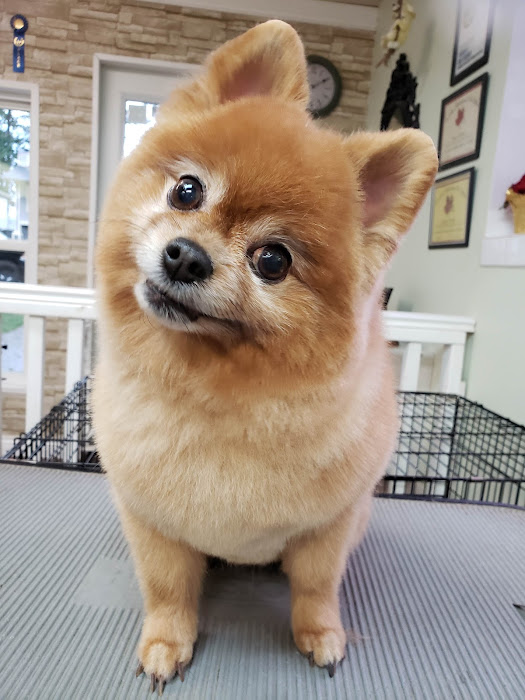 Fetching Fur Dog Grooming | 34517 Pearl Ave, Abbotsford, BC V2S 2V7, Canada | Phone: (604) 853-3647