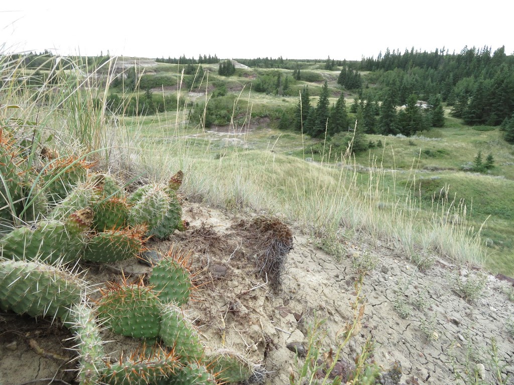 LaPrairieaire EcoTourism | RR1, Donalda, AB T0B 1H0, Canada | Phone: (403) 860-1313