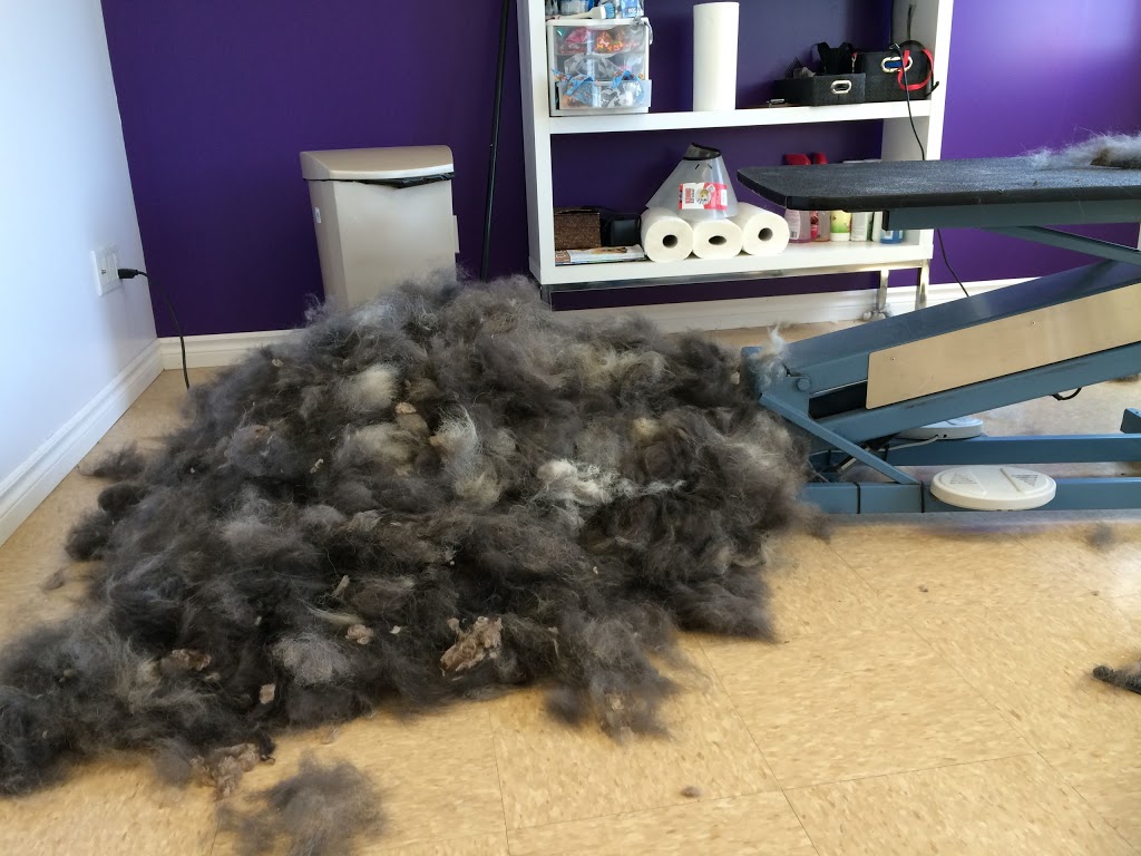 Beauté Animale Caro-Lyne | 158 Rue Olivier, Saint-Alphonse-de-Granby, QC J0E 2A0, Canada | Phone: (450) 956-1641