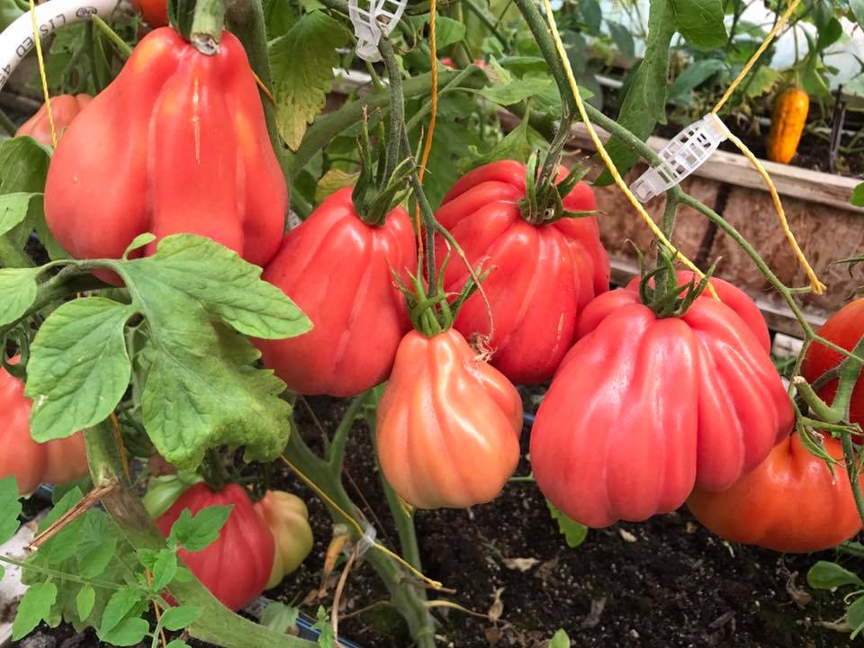 Vishenkas Heirloom Vegetables Inc. | Unnamed Road, De Winton, AB T0L 0X0, Canada | Phone: (403) 850-2077
