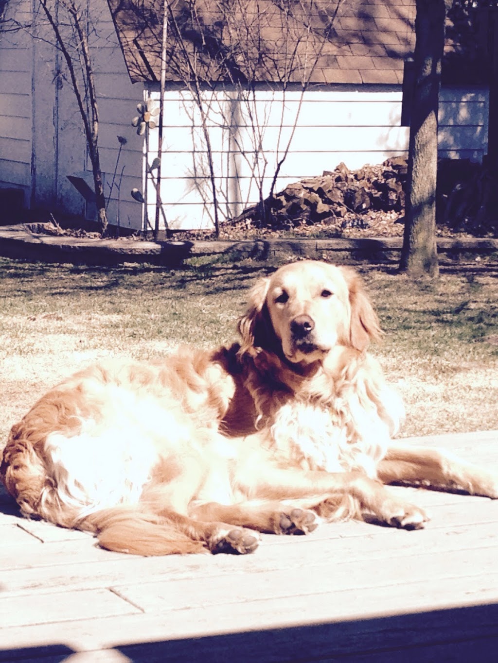 Pet Valu | 2377 Highway #2, Bowmanville, ON L1C 5A3, Canada | Phone: (905) 623-6613