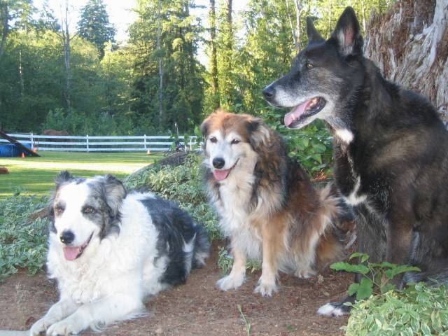 Canine Conduct Training Solutions | 7778 Sturgess Rd, Black Creek, BC V9J 1G7, Canada | Phone: (250) 898-3173
