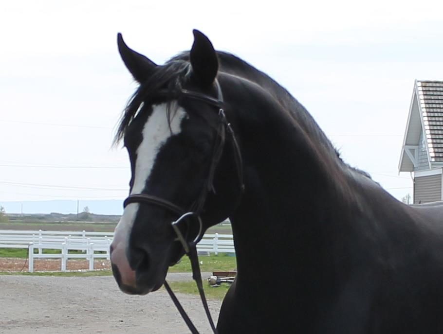 Country Lane Farm | 3951 33a Ave, Delta, BC V4K 3N2, Canada | Phone: (604) 880-8687
