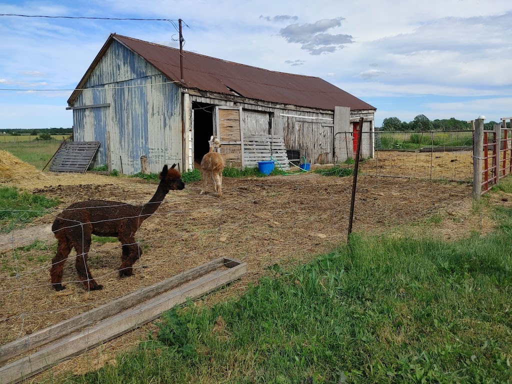 Husky Alpaca Ranch | 2536 Haldimand Rd 9, York, ON N0A 1R0, Canada | Phone: (519) 757-5864