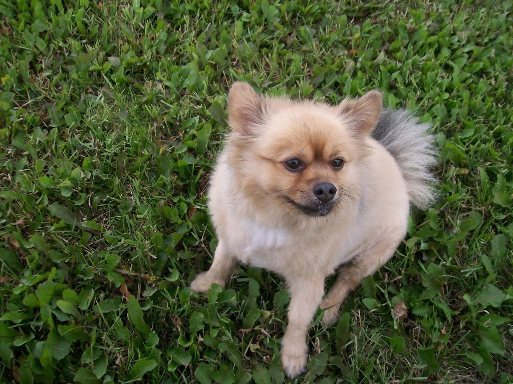 McPhillips Animal Hospital | 2211-B McPhillips St, Winnipeg, MB R2V 3M5, Canada | Phone: (204) 589-8381