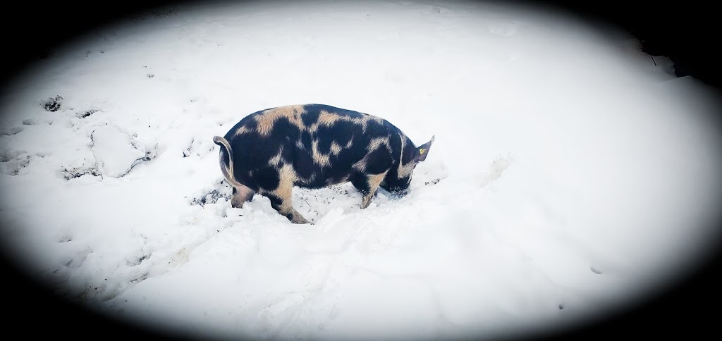 Living Color Family Farm | 311847 ontario, ON-6, Mount Forest, ON N0G 2L0, Canada | Phone: (519) 938-1058