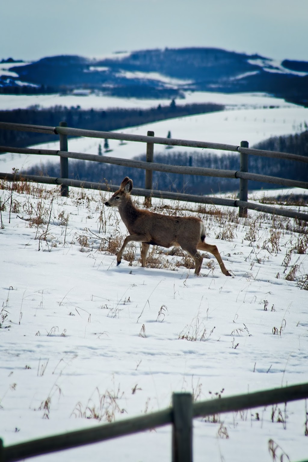 Ann & Sandy Cross Conservation Area | 20 194001 160 Street W, Foothills No. 31, AB T1S 4K9, Canada | Phone: (403) 931-1042
