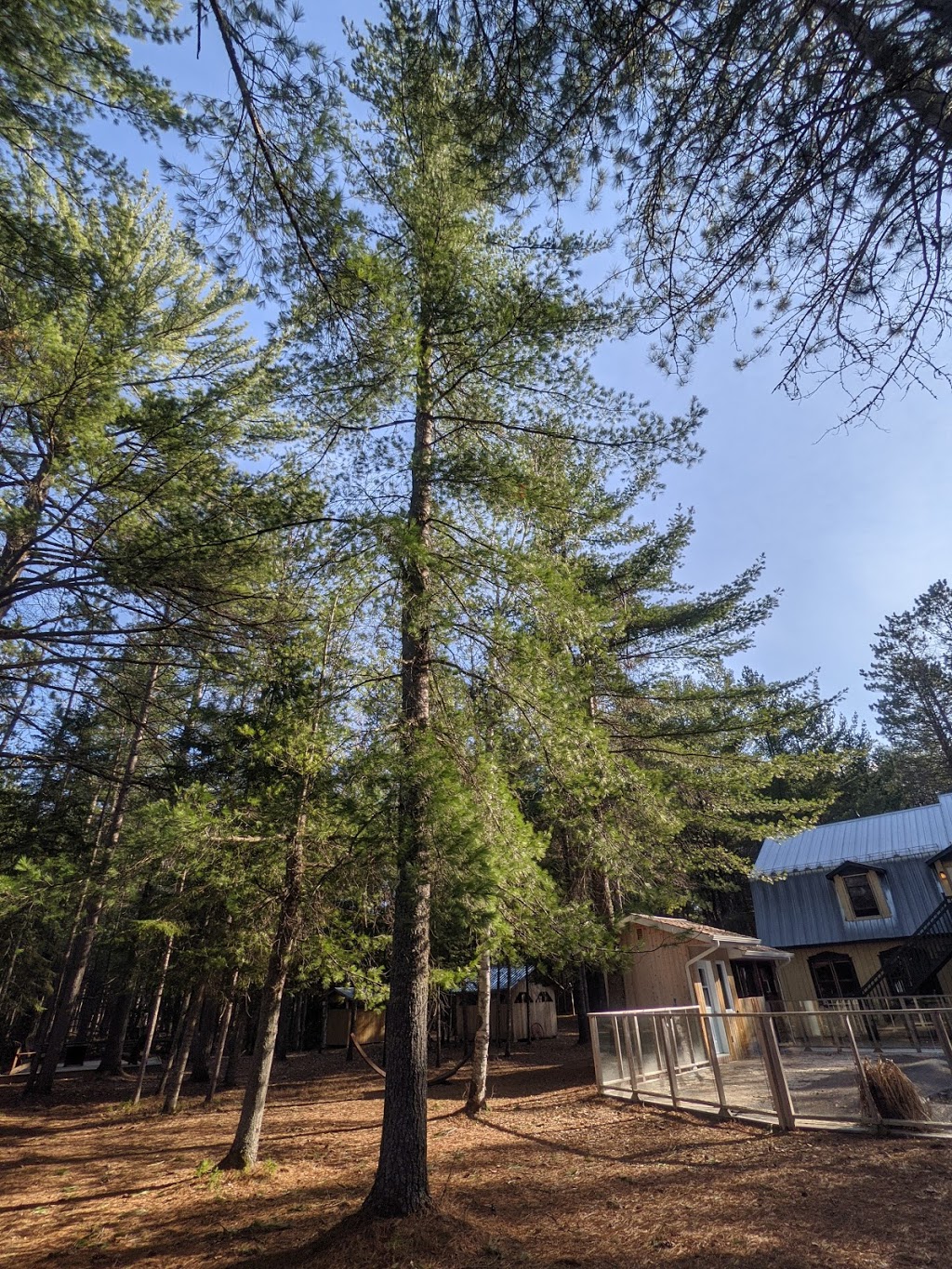 Auberge le Cosy / Tremblant | 4273 Route des Tulipes, La Conception, QC J0T 1M0, Canada | Phone: (819) 686-5289