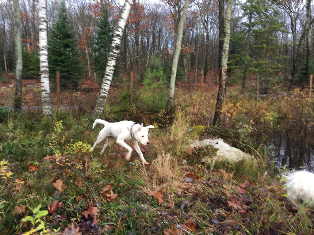 Happy Tails Pet Resort & Camp | 1393 Brunel Rd, Huntsville, ON P1H 2J3, Canada | Phone: (705) 789-9181