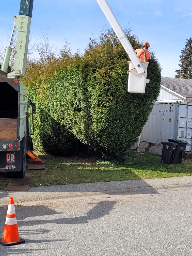 Ridge Meadows Tree Service | 12351 203 St, Maple Ridge, BC V2X 4V9, Canada | Phone: (604) 353-4979