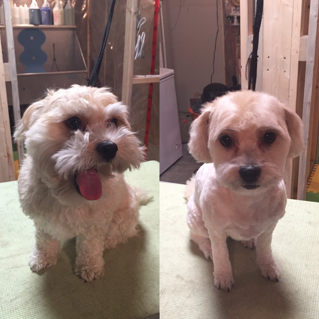 Auntie Ms Grooming House | 2208 Brightoncrest Green SE, Calgary, AB T2Z 0K2, Canada | Phone: (403) 671-1289