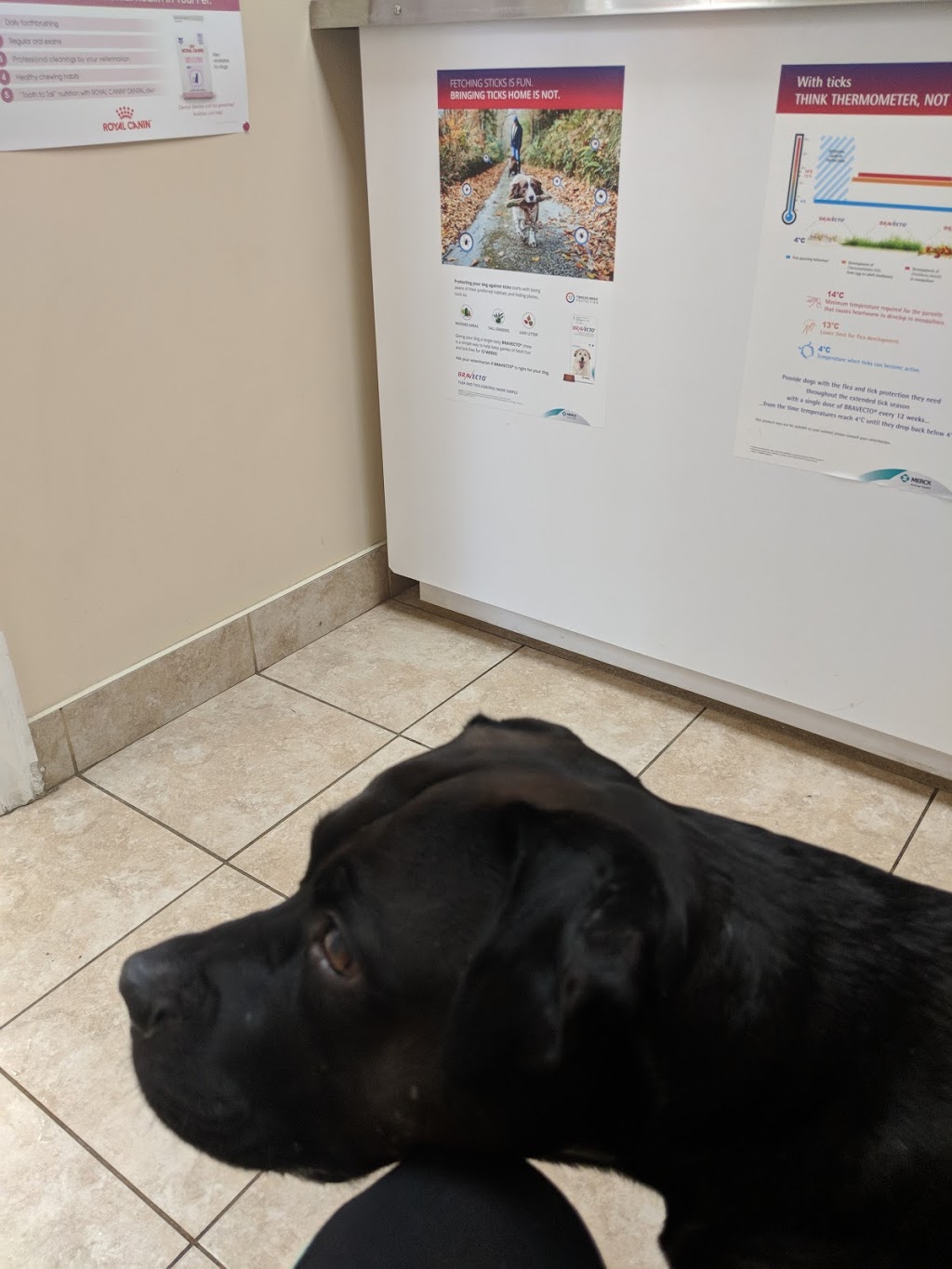 White Oaks Animal Hospital | 965 Dundas St W, Whitby, ON L1P 1G8, Canada | Phone: (905) 444-9995