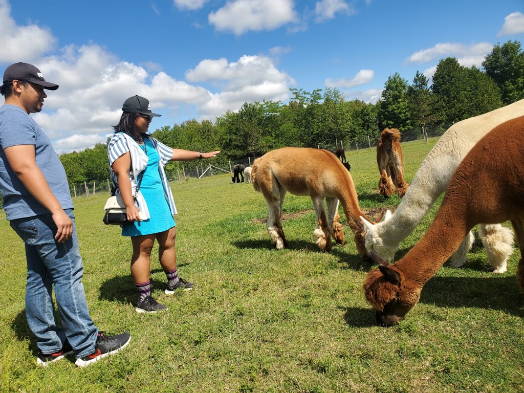 Forget-Me-Not Alpacas | 1595 Concession Rd 3, Beaverton, ON L0K 1A0, Canada | Phone: (289) 221-6102