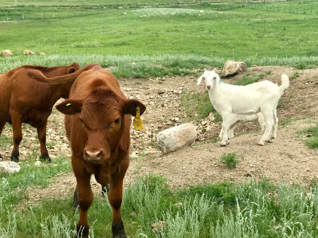 JE Ranch Inc | NW10-23-25 W2 - Box 83, Holdfast, SK S0G 2H0, Canada | Phone: (306) 488-4408