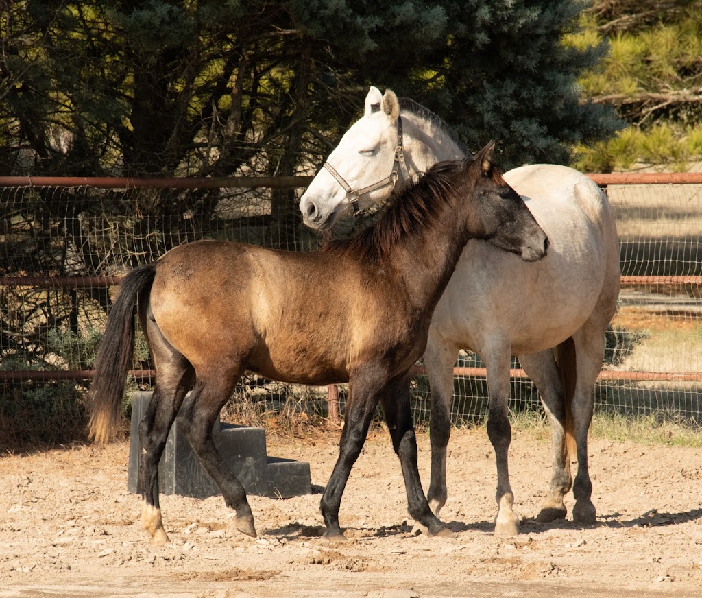 Rancho Dos Rosas Equestrian, LTD | 33157 Township Rd 275, Rocky View County, AB T4C 2Y7, Canada | Phone: (403) 975-6586