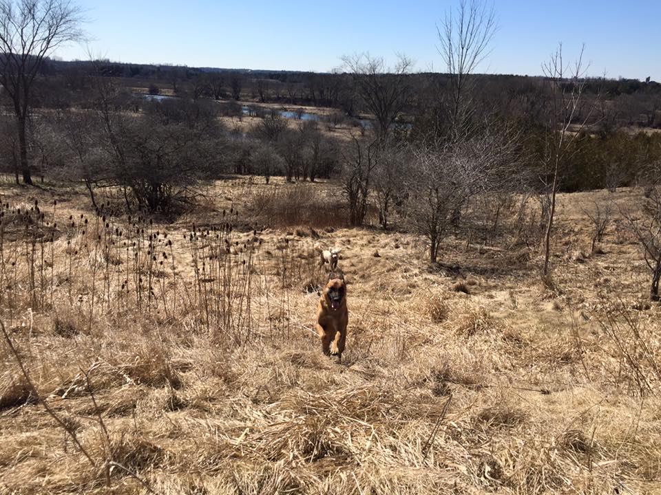 Pawsitive Canine Connection | RR#2, 6444 Line 86, West Montrose, ON N0B 2V0, Canada | Phone: (519) 500-3594