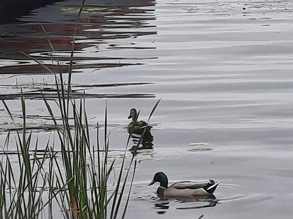 Gores Landing Park And Marina | 5268 Rice Lake Scenic Dr, Gores Landing, ON K0K 2E0, Canada | Phone: (905) 686-8905