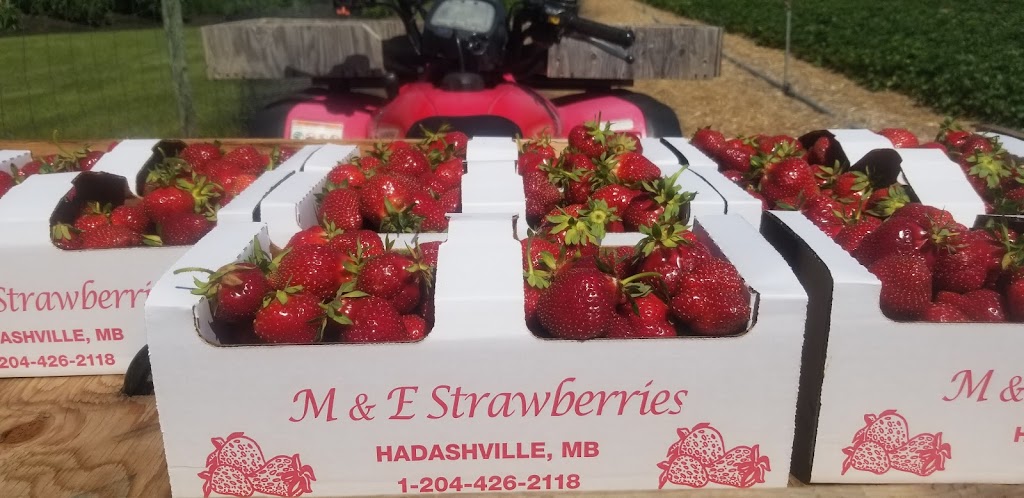M&E Strawberries | Whitemouth River Rd E, Hadashville, MB R0E 0X0, Canada | Phone: (204) 426-2118