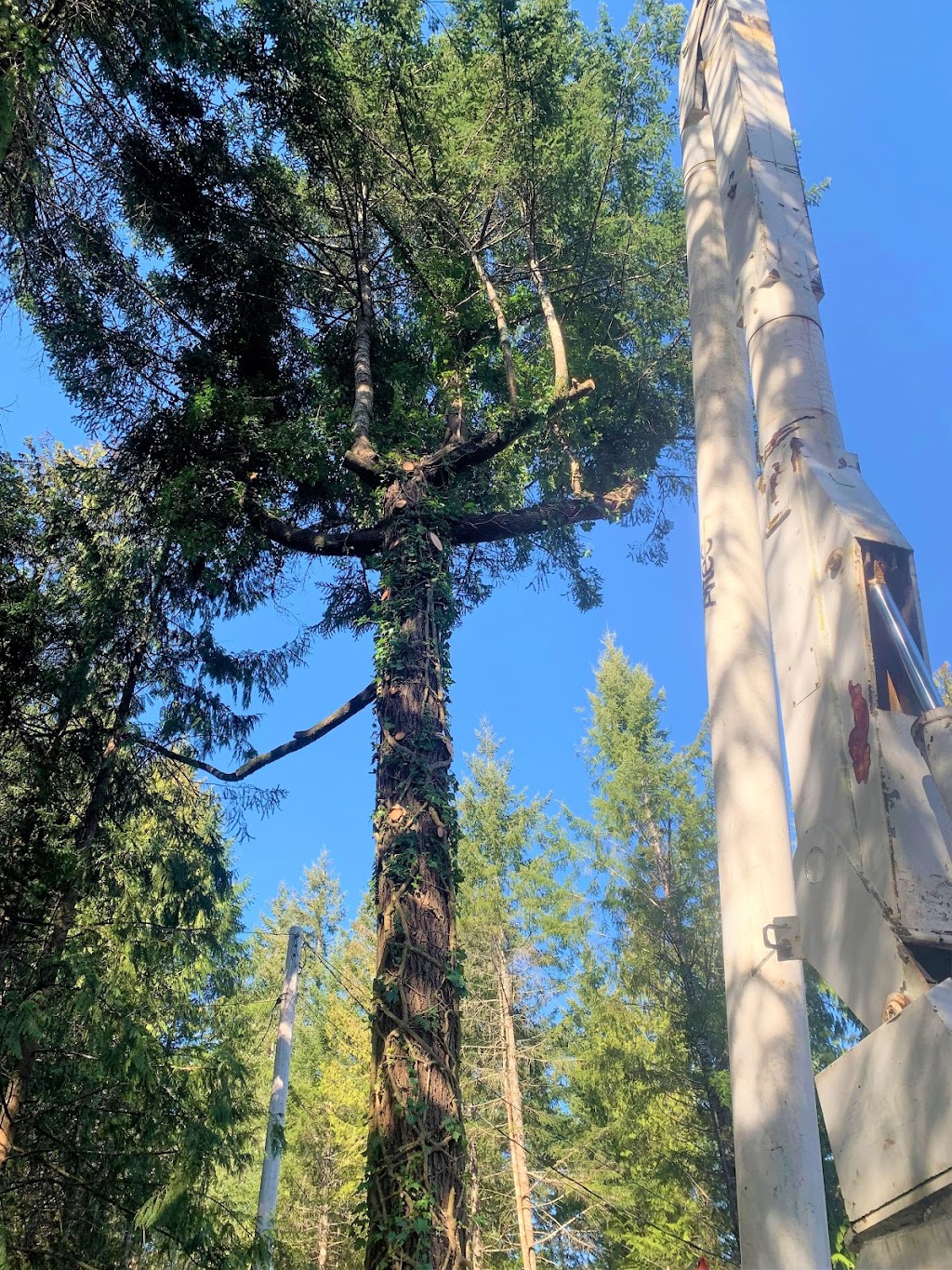 Competition Tree Service | Shawnigan Lake, BC V0R 2W0, Canada | Phone: (250) 744-6498