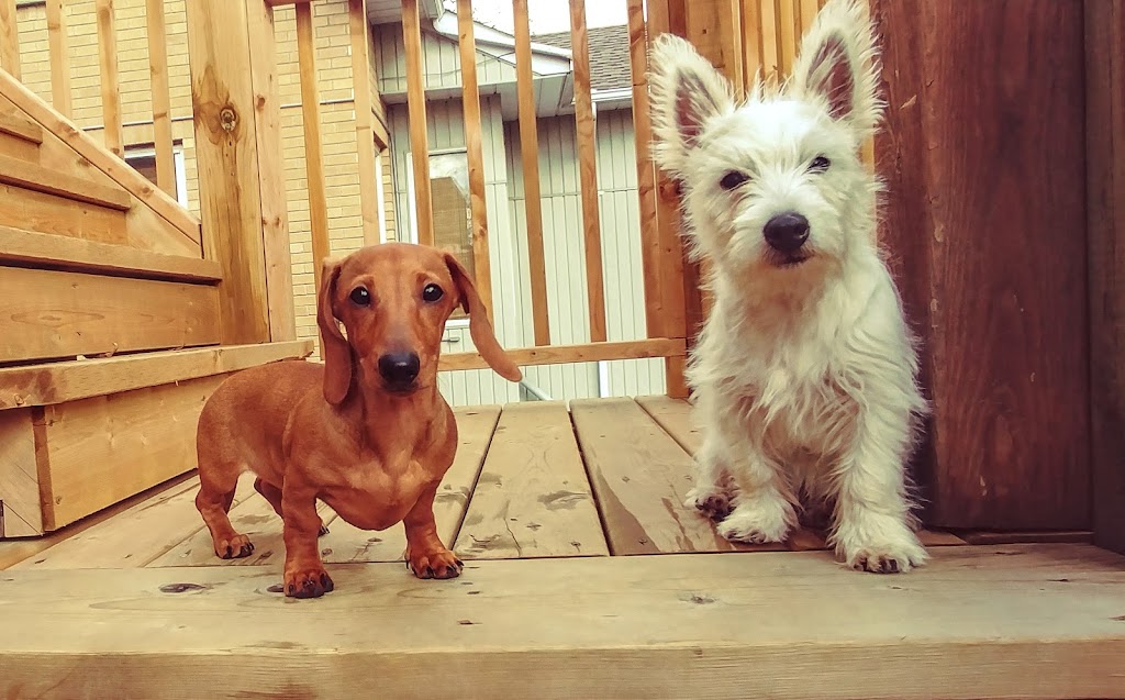 Elora Doggy Daycare | 11 E Mill St, Elora, ON N0B 1S0, Canada | Phone: (519) 215-7717