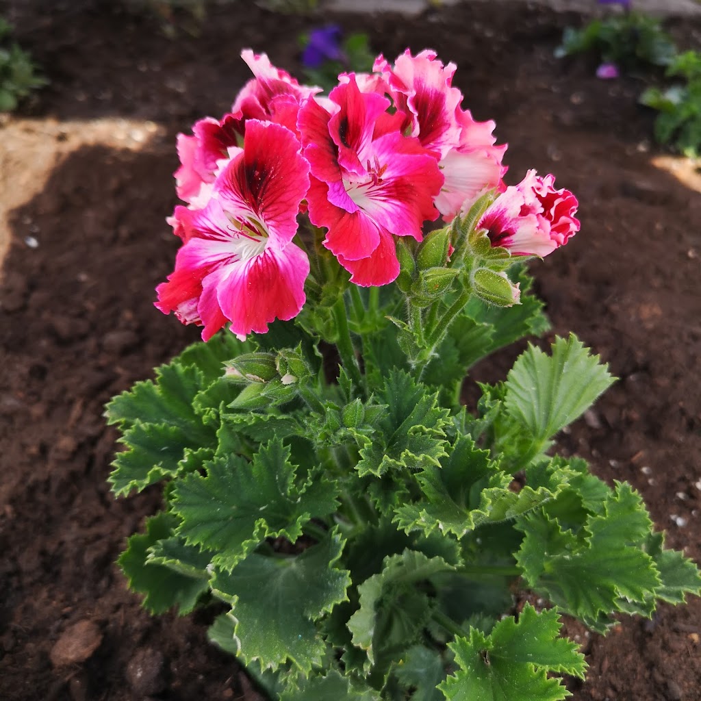 Neilys Greenhouse and Gardens | 10139 Nova Scotia Trunk 1, Paradise, NS B0S 1R0, Canada | Phone: (902) 824-1144