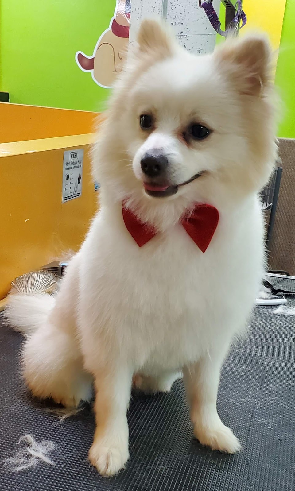 Pet Solutions Canada | 3350 Dufferin St, North York, ON M6A 3A4, Canada | Phone: (416) 787-3200