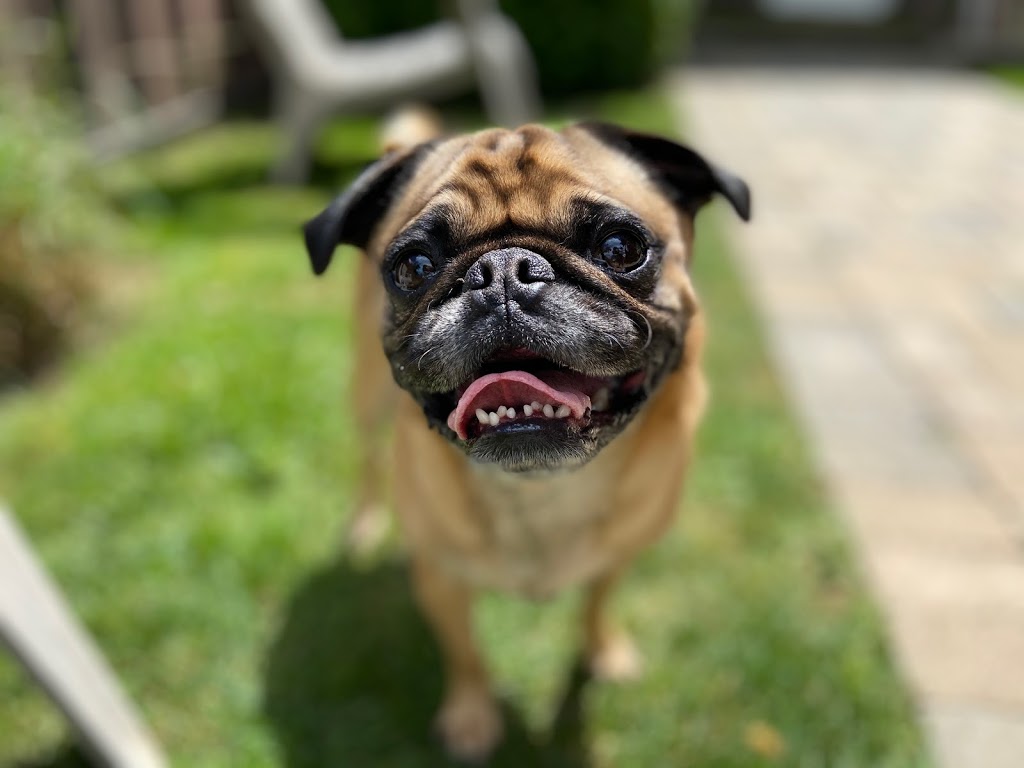 PawPal Adventures Pet Services | 30 Brixham Terrace, Toronto, ON M3M 2S1, Canada | Phone: (647) 444-3657