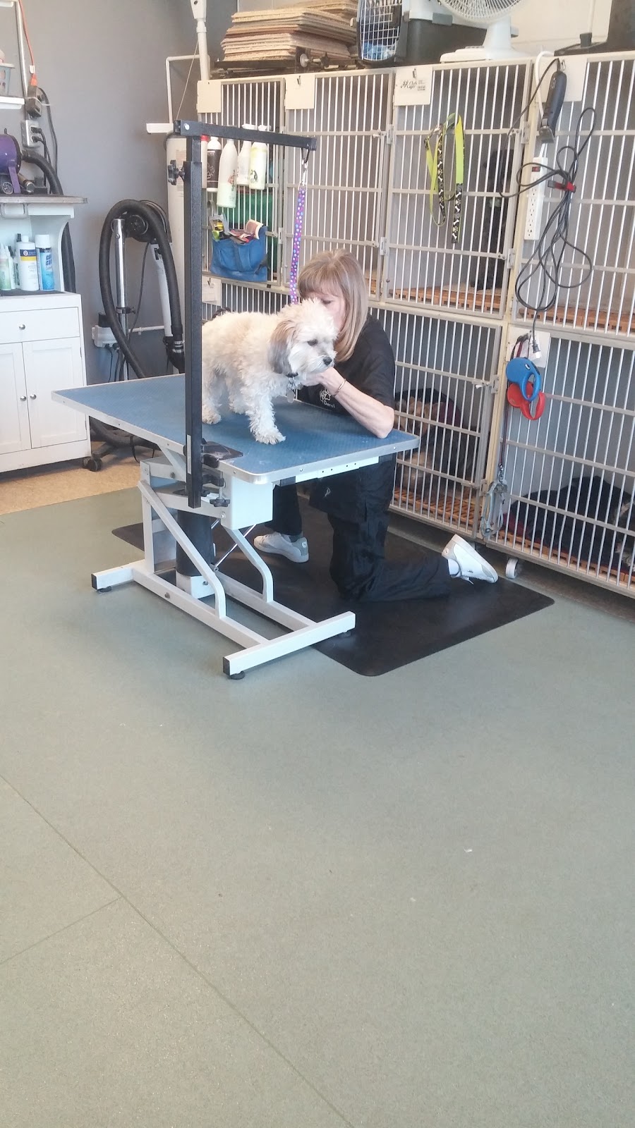 Dog Grooming by Darci | 684 Elizabeth Rd, Winnipeg, MB R2J 1A4, Canada | Phone: (204) 255-3611