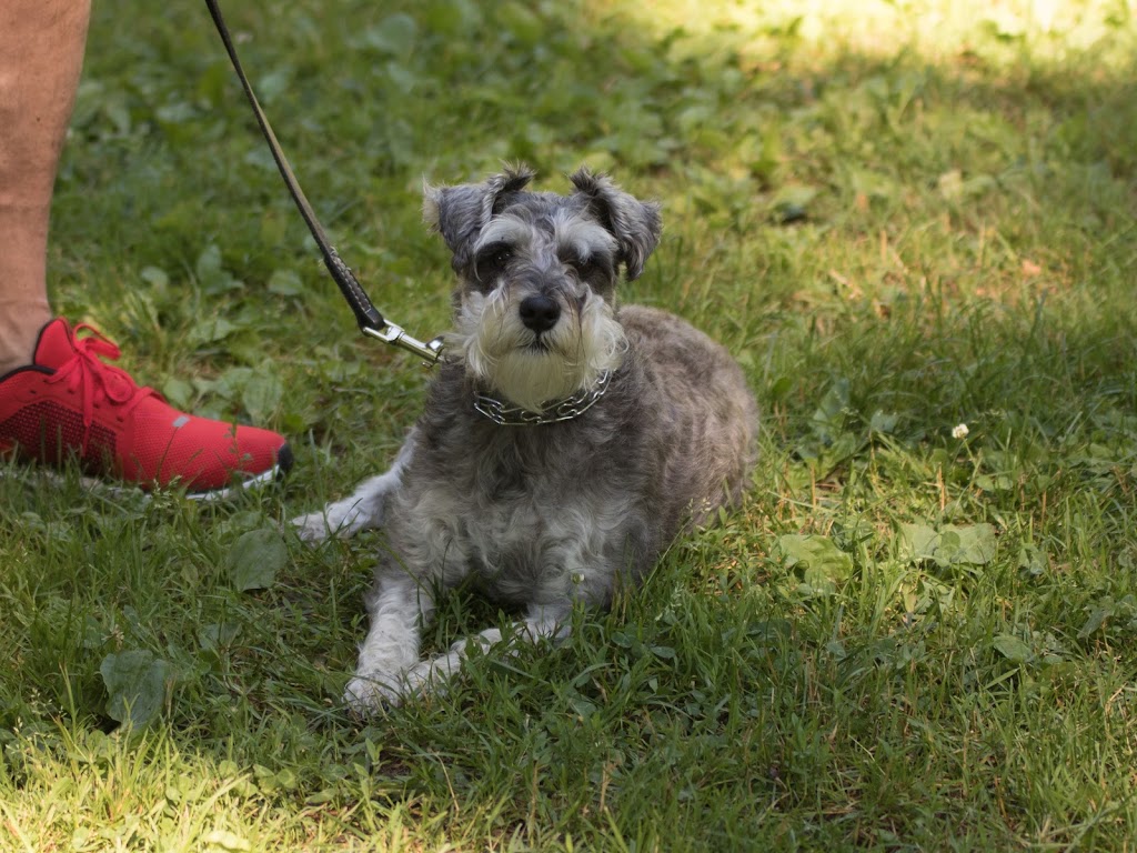 TnT K-9 Concepts | 471 Chem. Saint-Antoine, Val-des-Monts, QC J8N 7H8, Canada | Phone: (819) 671-6464