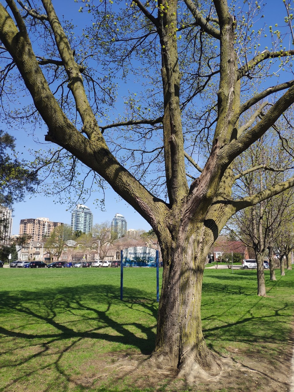 Mitchell Field Park | 89 Church Ave, North York, ON M2N 6C9, Canada | Phone: (416) 395-0265