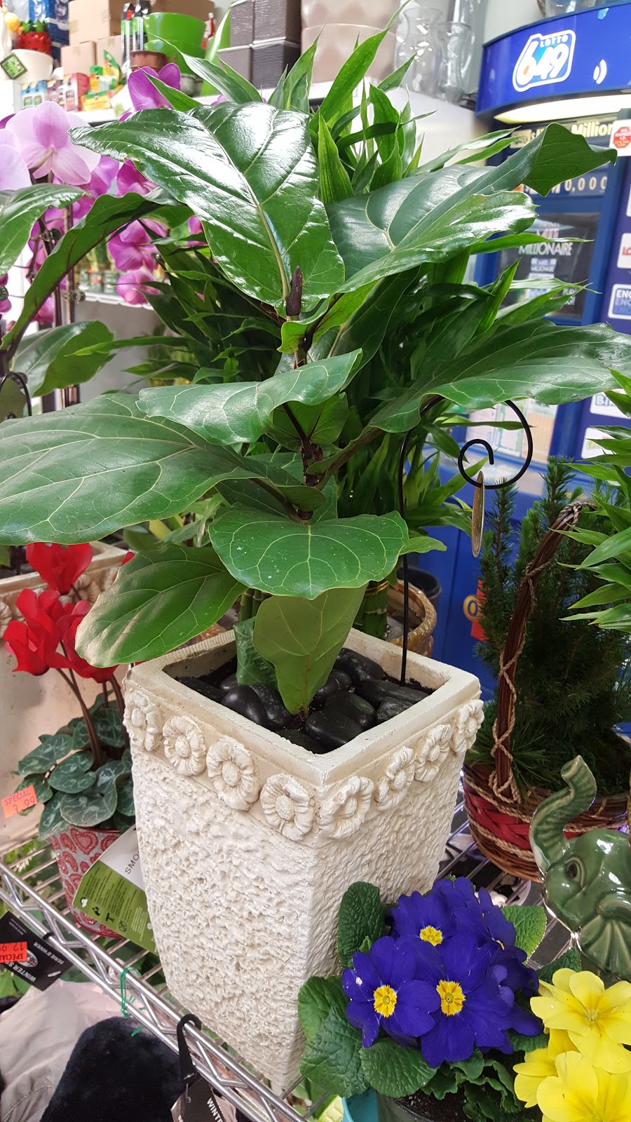 Eastown Gifts & Flowers | 2646 Eglinton Av E, Scarborough, ON M1K 2S3, Canada | Phone: (416) 264-4435