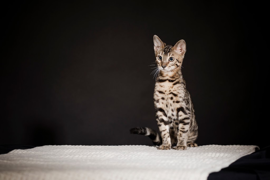 pure canada bengal | 607 Chem. Duhamel, Pincourt, QC J7W 4G2, Canada | Phone: (418) 333-2589