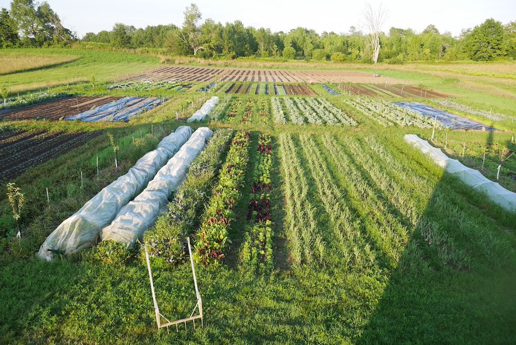 Foragers Farms | 3517 Rowe Rd, Cobourg, ON K9A 4J7, Canada | Phone: (905) 999-3243