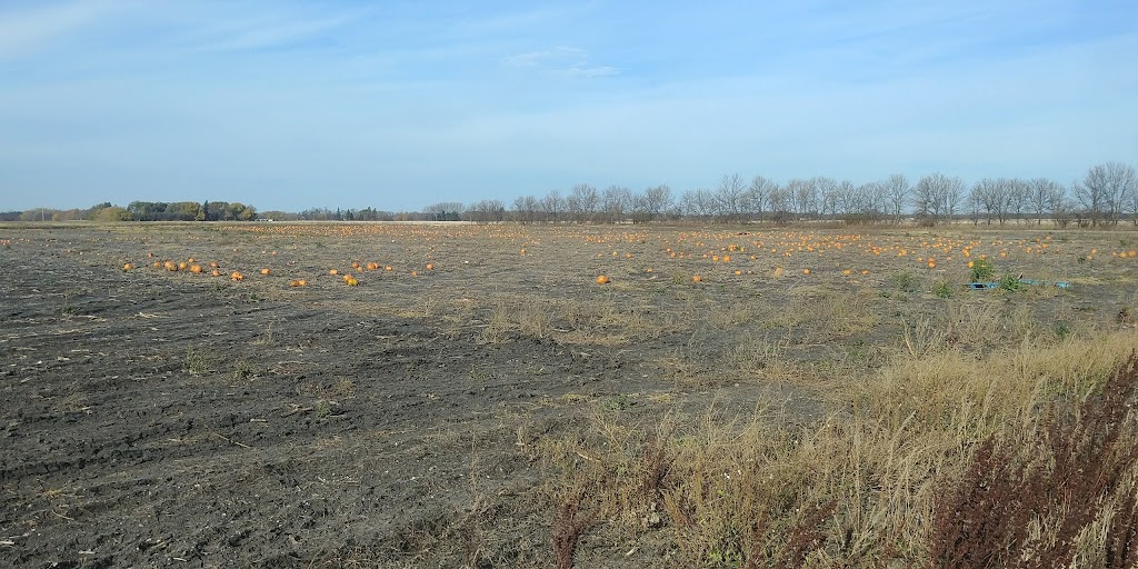 Schriemer Family Farm | 33096 Rat River Rd, Otterburne, MB R0A 1G0, Canada | Phone: (204) 981-8191