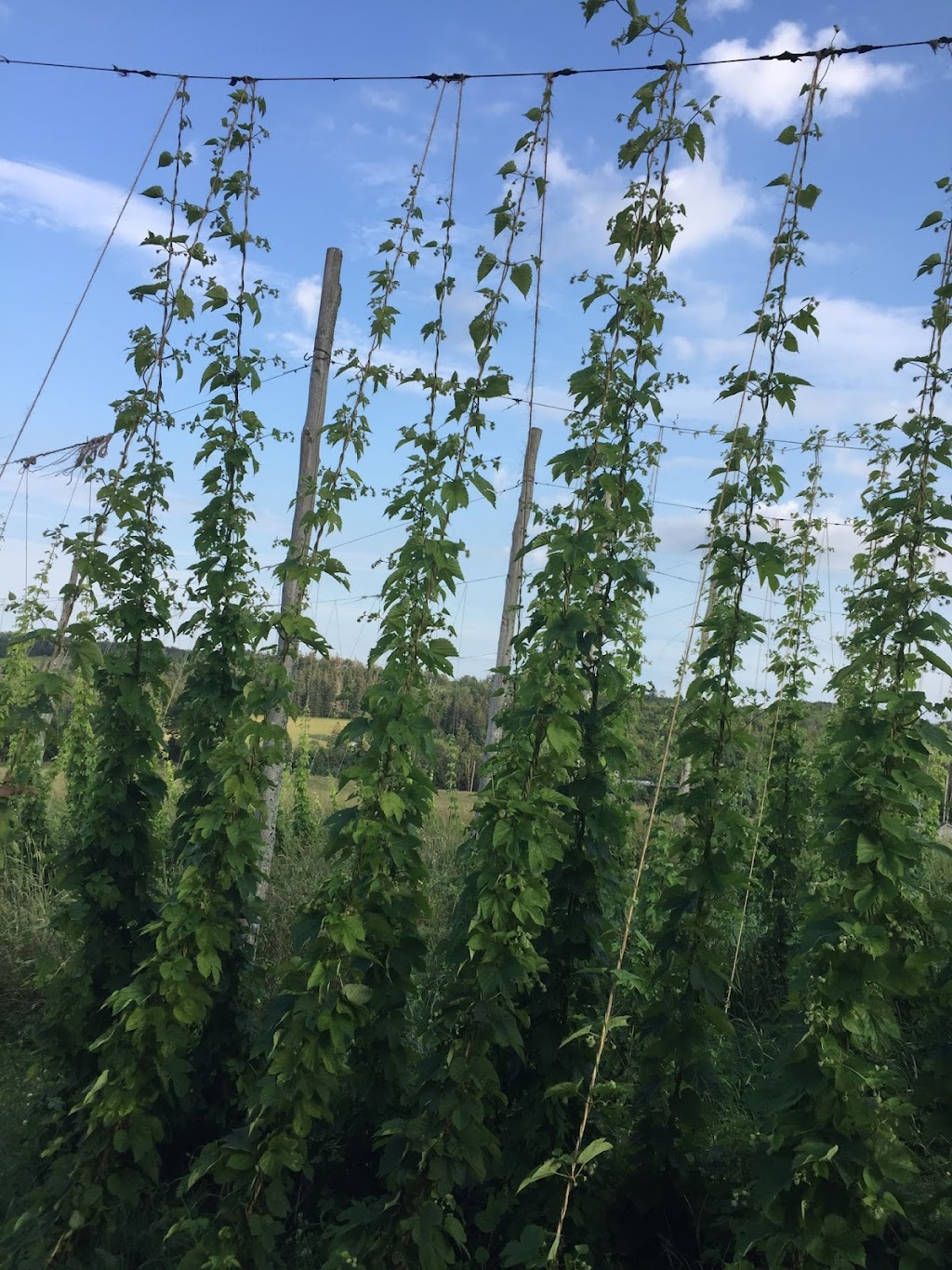 Barnone Brewery and Hop Farm | 4248 Route 225, Breadalbane, Prince Edward Island C0A 1E0, Canada | Phone: (902) 303-2923