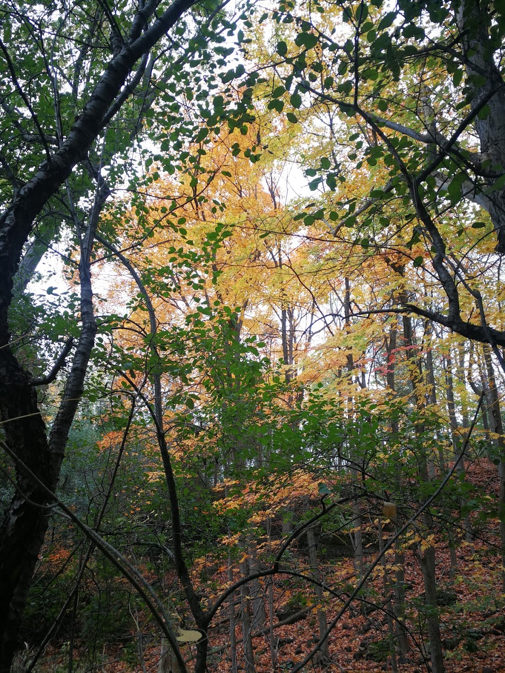 Eramosa River Park | 259 Victoria Rd S, Guelph, ON N1E 5P9, Canada | Phone: (519) 822-1260
