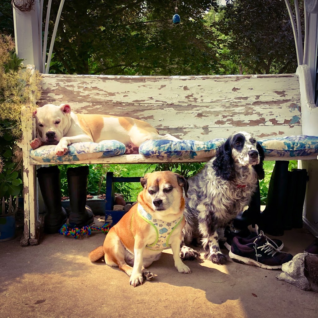 Oshawa Dog Club | 3015 Ritson Rd N, Oshawa, ON L1H 0P7, Canada | Phone: (289) 645-4040