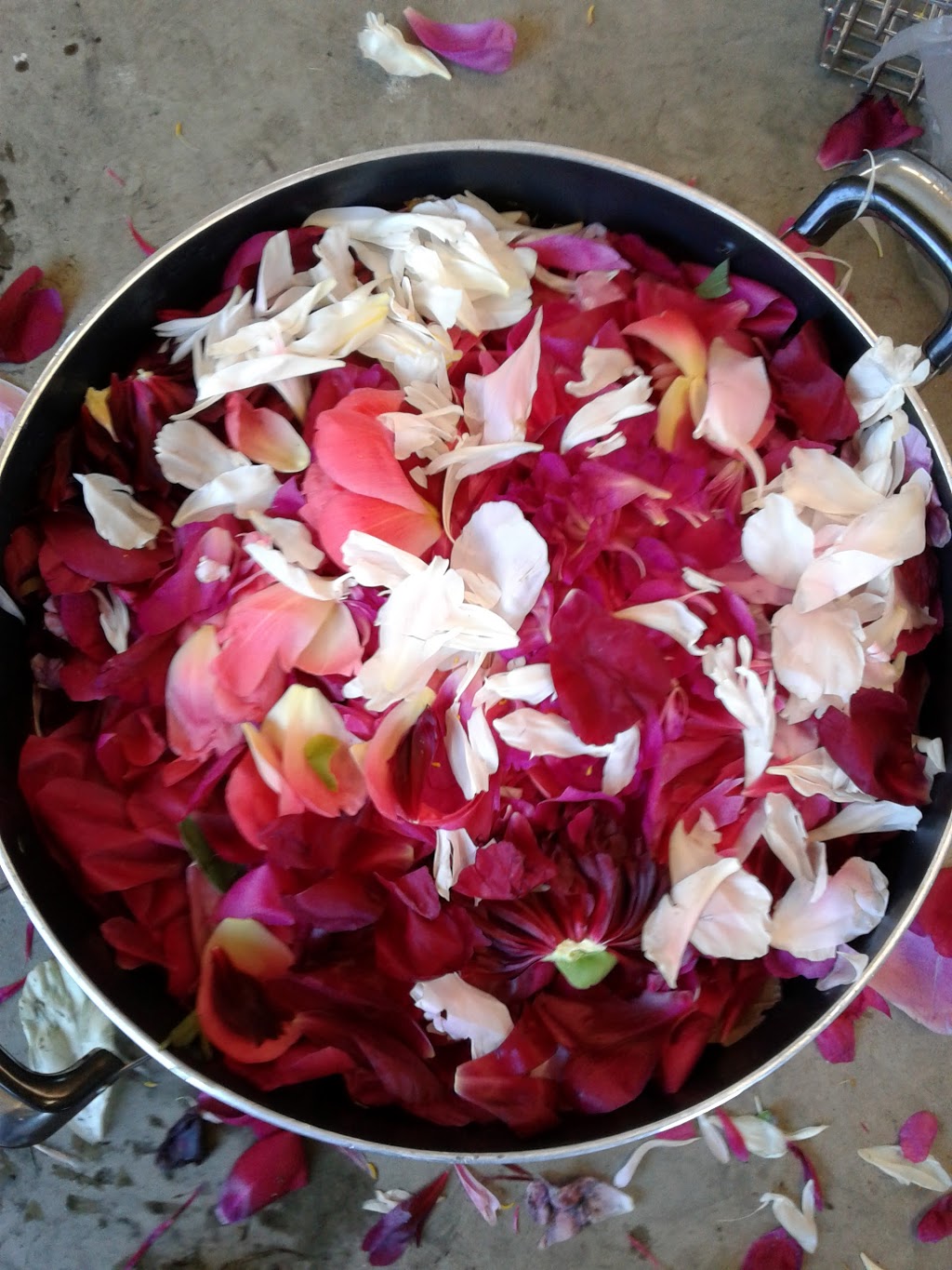 Pure Peonies | 2949 E Badger Rd, Everson, WA 98247, USA | Phone: (360) 966-7878