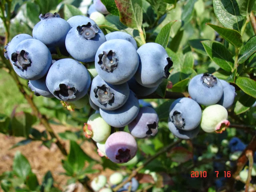 Muskoka Blueberries | 1003 Manitoba St, Bracebridge, ON P1L 1W9, Canada | Phone: (705) 645-9862