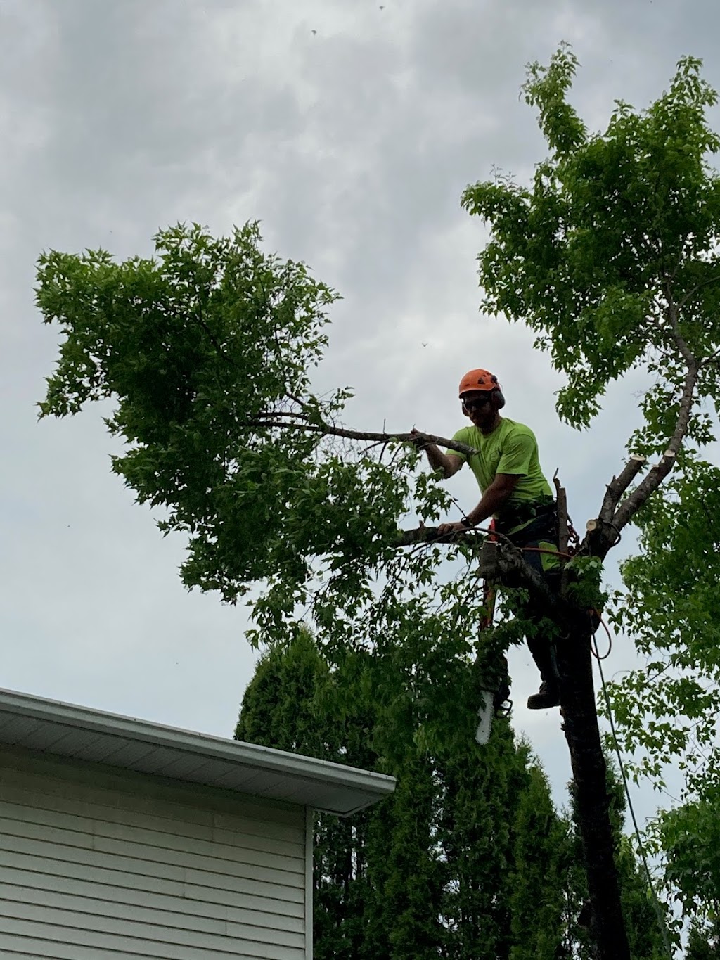 Wright Tree Service | 1265 Kingston Ave, Ottawa, ON K1Z 8K8, Canada | Phone: (613) 898-0698