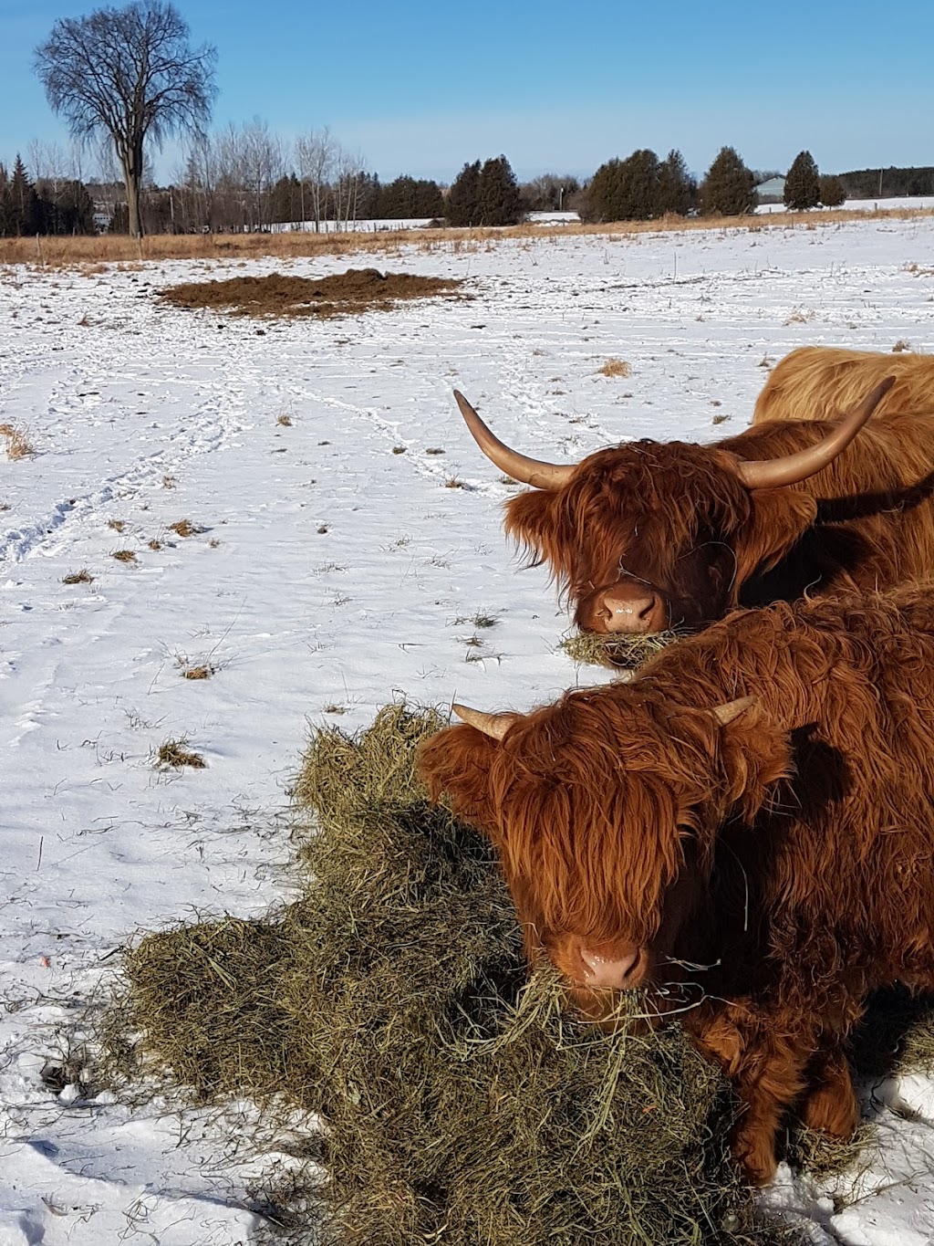 Serenity Lane Animal Sanctuary | 2556 N Asphodel 5th Line, Norwood, ON K0L 2V0, Canada | Phone: (905) 442-4632