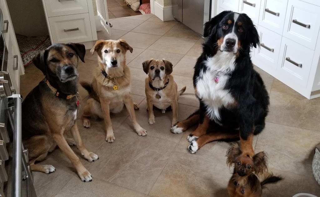 Lisa’s pet care | Rosslinn Rd, Cambridge, ON N1S 3K1, Canada | Phone: (519) 716-6902
