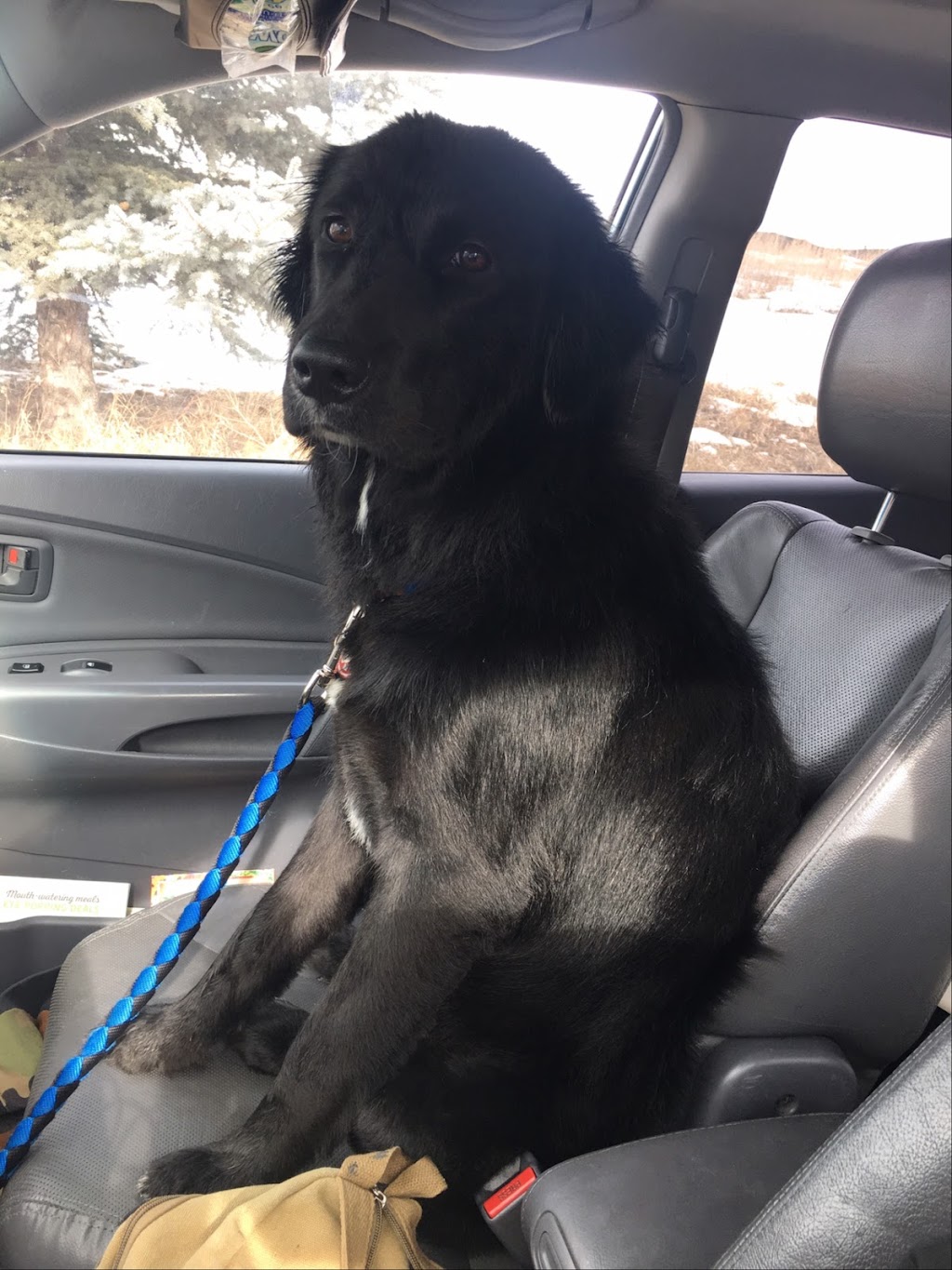 Total Care Pet Grooming and Dog Training | 50 Copperstone Close SE, Calgary, AB T2Z 0P4, Canada | Phone: (403) 370-1590