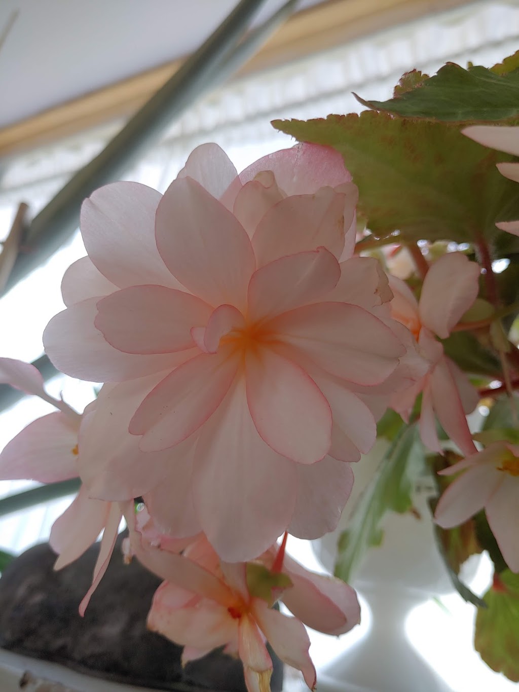 Ouest Ville Perennials | 1250 Argyle Sound Rd, West Pubnico, NS B0W 3S0, Canada | Phone: (902) 762-3198
