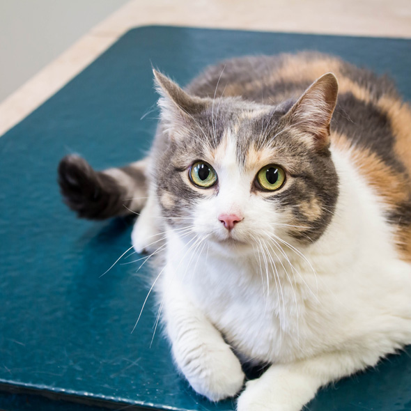 Arrowhead Veterinary Centre | 118 2 Ave W, Cochrane, AB T4C 2E7, Canada | Phone: (403) 932-2370
