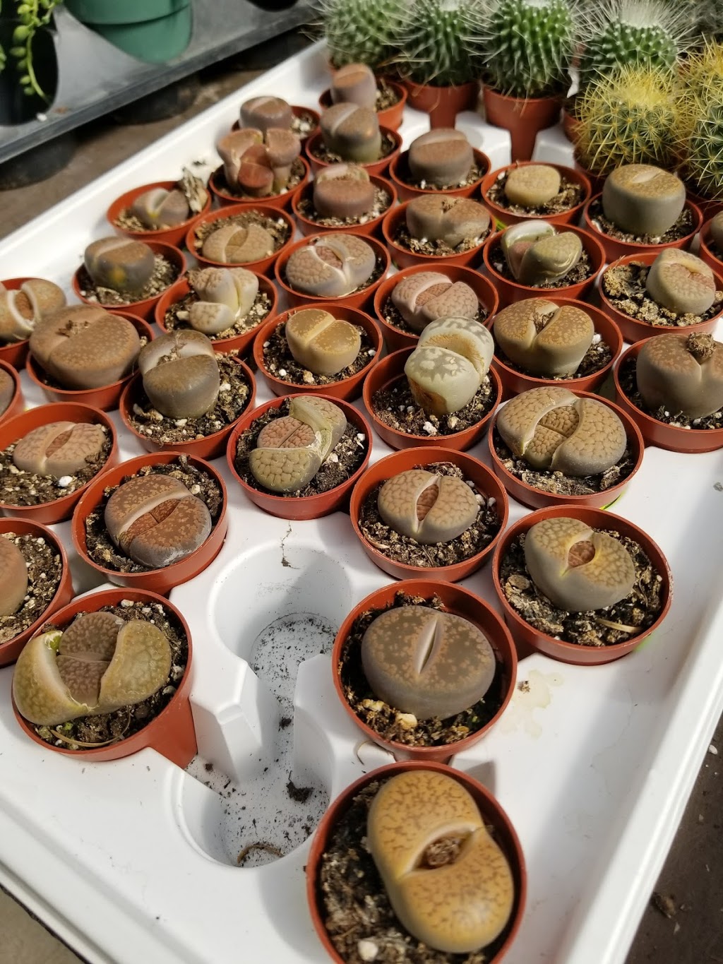Mississauga Greenhouses Ltd. | 3225 Winston Churchill Blvd, Mississauga, ON L5L 2W1, Canada | Phone: (905) 820-9789