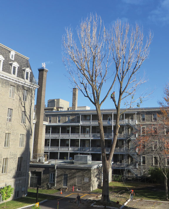 Élagage M.C. | 9140 Bd Lacordaire, Montréal, QC H1R 2B3, Canada | Phone: (833) 352-4243