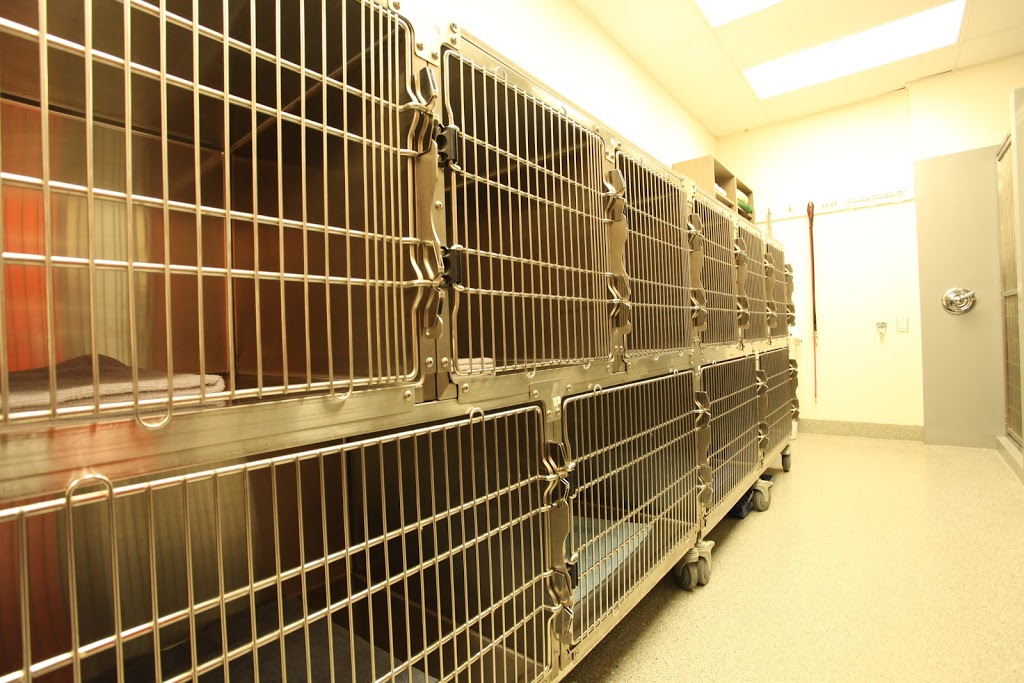 Cimon Veterinary Clinic | 565 Boulevard Wilfrid-Hamel, Québec, QC G1M 3H9, Canada | Phone: (418) 688-4106